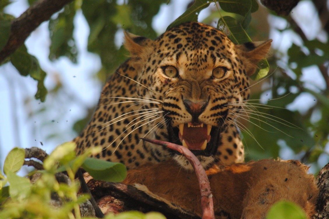 leopard